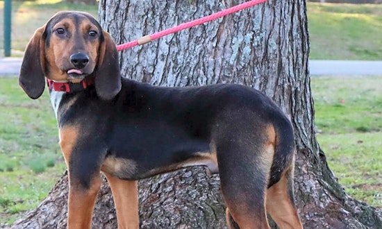 Looking to adopt a pet? Here are 4 perfect puppies to adopt now in Nashville
