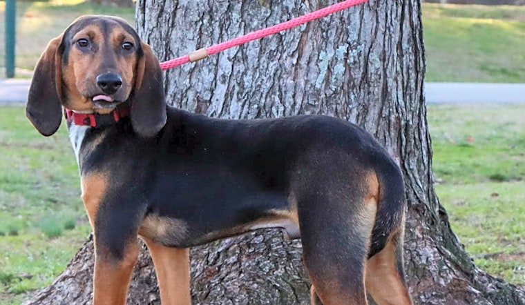 Looking to adopt a pet? Here are 4 perfect puppies to adopt now in Nashville