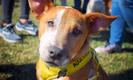 7 cuddly canines to adopt now in New Orleans