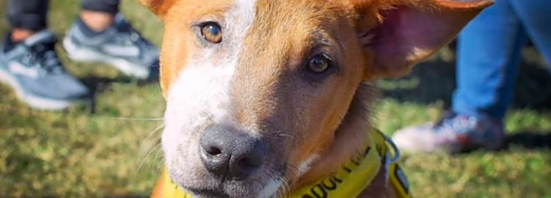 7 cuddly canines to adopt now in New Orleans