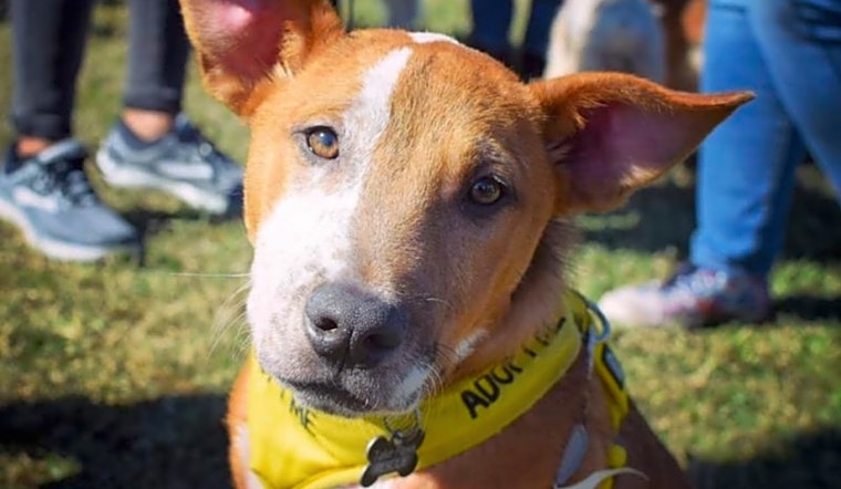 7 cuddly canines to adopt now in New Orleans