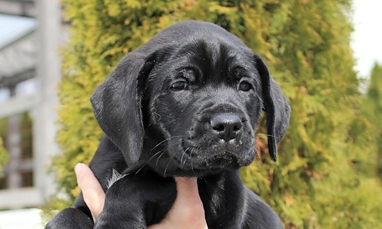 Want to adopt a pet? Here are 4 perfect puppies to adopt now in Atlanta
