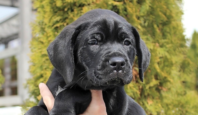 Want to adopt a pet? Here are 4 perfect puppies to adopt now in Atlanta