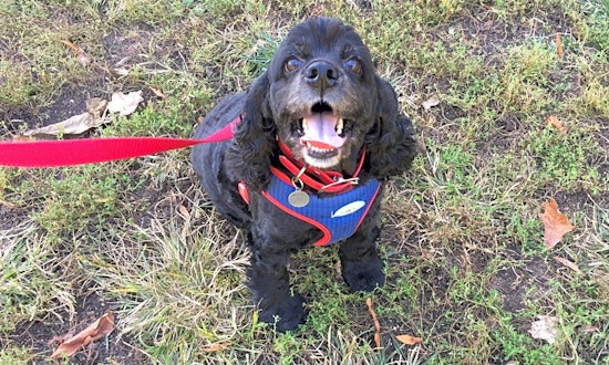 Want to adopt a pet? Here are 4 lovable pups to adopt now in Philadelphia
