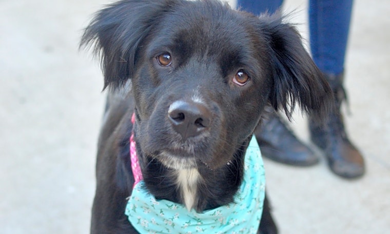 Santa Ana-based puppies up for adoption