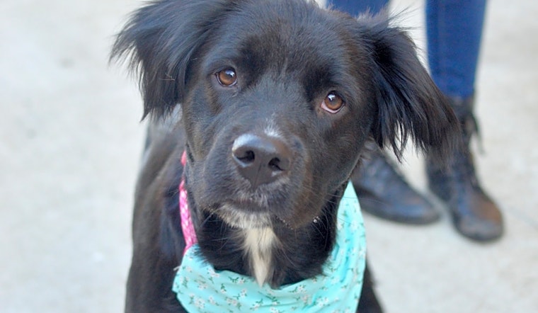 Santa Ana-based puppies up for adoption