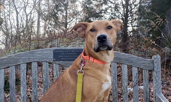 4 perfect pups to adopt now in Boston