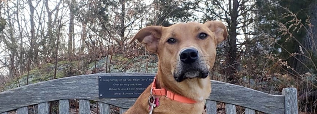 4 perfect pups to adopt now in Boston