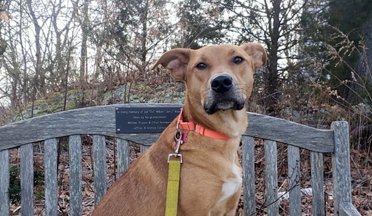 4 perfect pups to adopt now in Boston