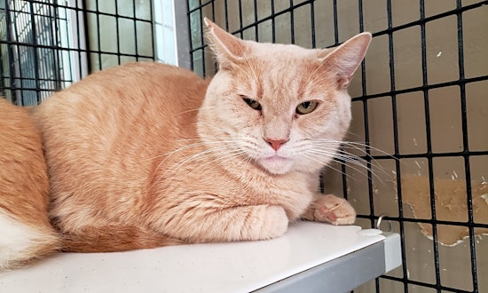 These Stockton-based felines are up for adoption and in need of a good home