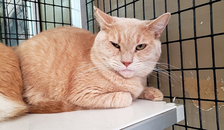 These Stockton-based felines are up for adoption and in need of a good home