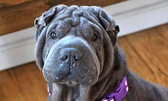 6 delightful doggies to adopt now in Milwaukee