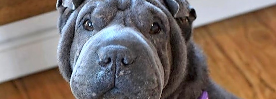 6 delightful doggies to adopt now in Milwaukee