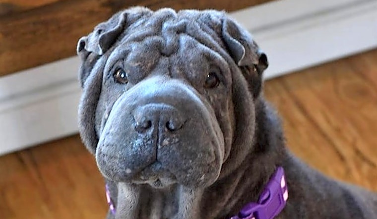 6 delightful doggies to adopt now in Milwaukee