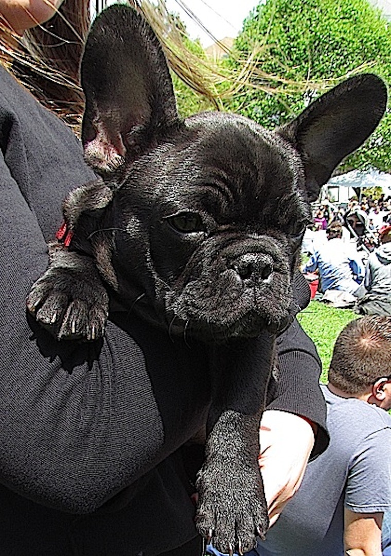 PHOTOS: 6th Annual Dogfest 2013 Held at Duboce Park a Huge Success