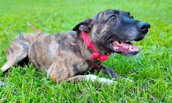 These San Francisco-based dogs are up for adoption and in need of a good home