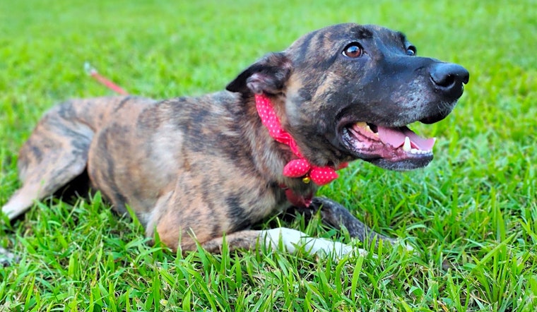 These San Francisco-based dogs are up for adoption and in need of a good home