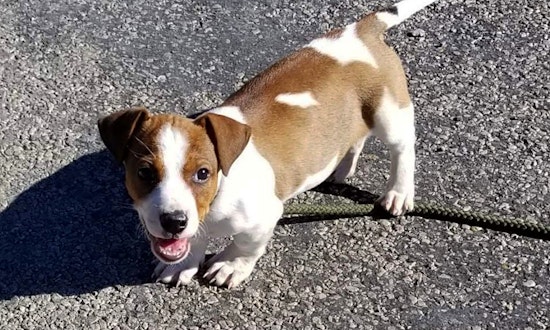 6 adorable pups to adopt now in Plano