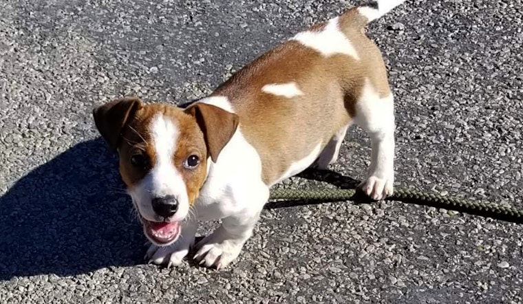 6 adorable pups to adopt now in Plano