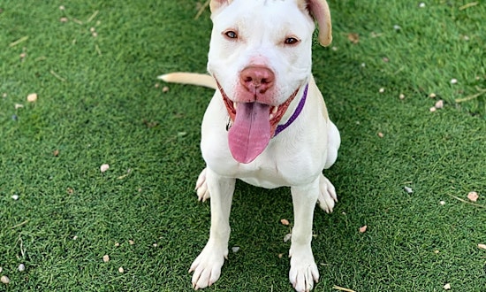 These Colorado Springs-based dogs are up for adoption and in need of a good home