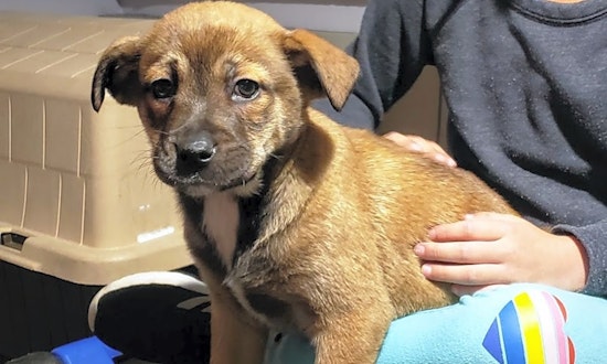 These Chicago-based puppies are up for adoption and in need of a good home