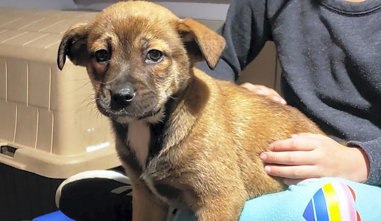 These Chicago-based puppies are up for adoption and in need of a good home