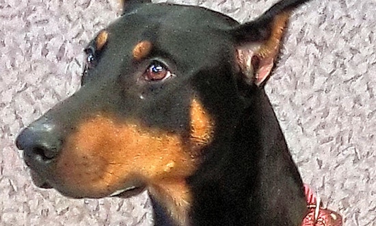 These Las Vegas-based doggies are up for adoption and in need of a good home