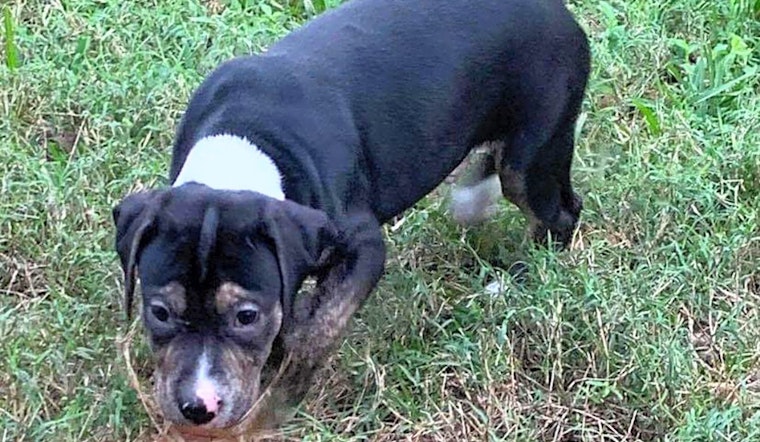 4 cuddly canines to adopt now in Tampa