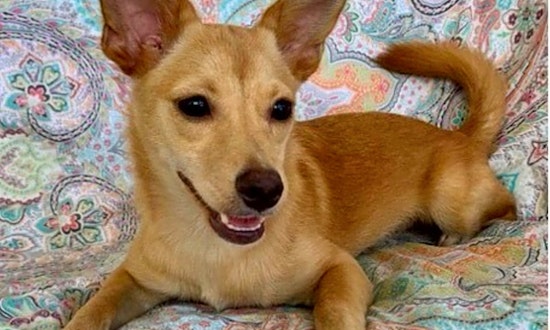 5 precious puppies to adopt now in New York City