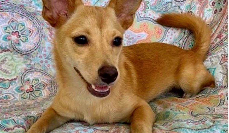 5 precious puppies to adopt now in New York City