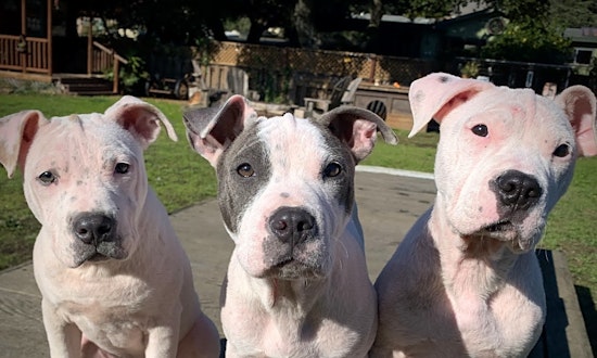 4 perfect pups to adopt now in Oakland