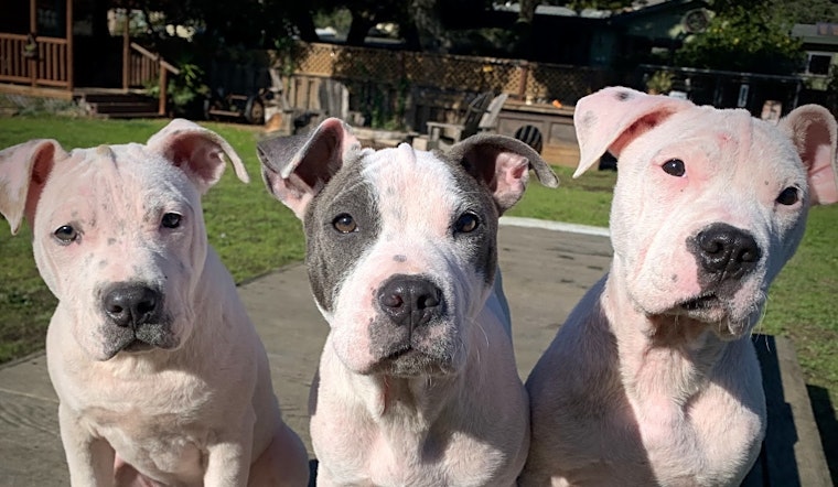 4 perfect pups to adopt now in Oakland