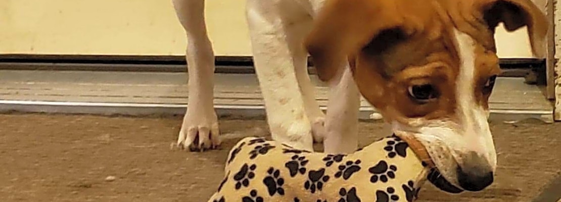 4 cuddly canines to adopt now in Cleveland