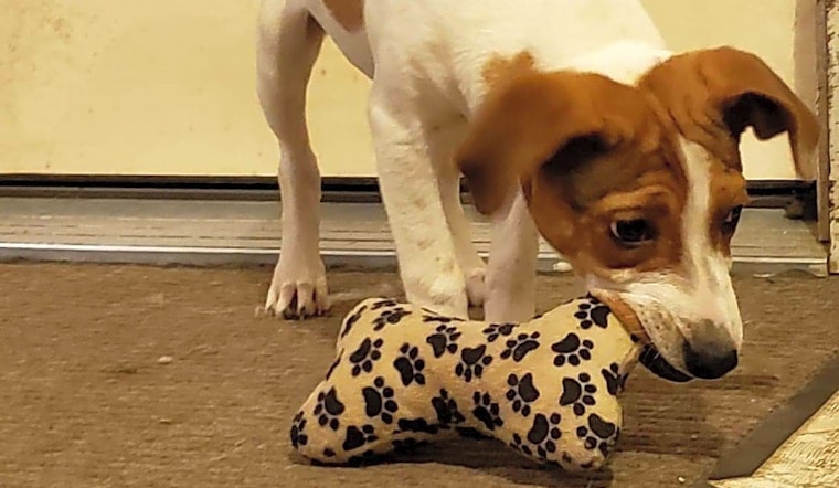 4 cuddly canines to adopt now in Cleveland