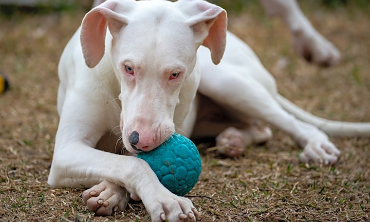 These Dallas-based puppies are up for adoption and in need of good homes