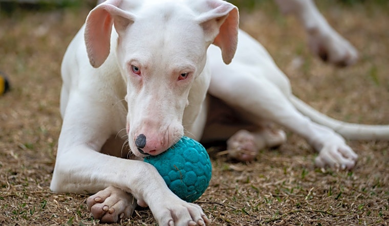 These Dallas-based puppies are up for adoption and in need of good homes