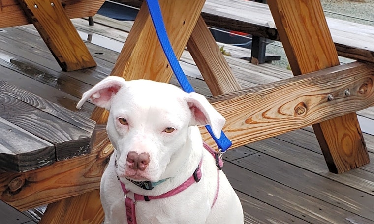 These Durham-based dogs are up for adoption and in need of a good home