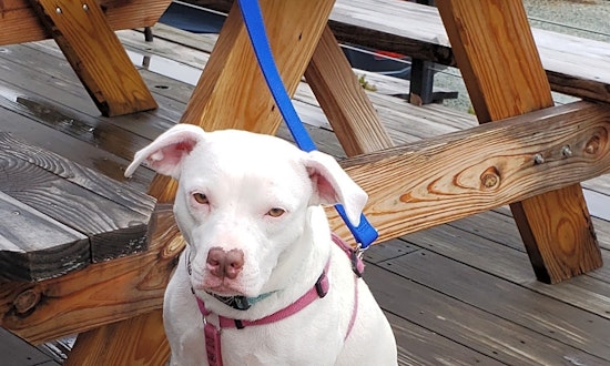 These Durham-based dogs are up for adoption and in need of a good home
