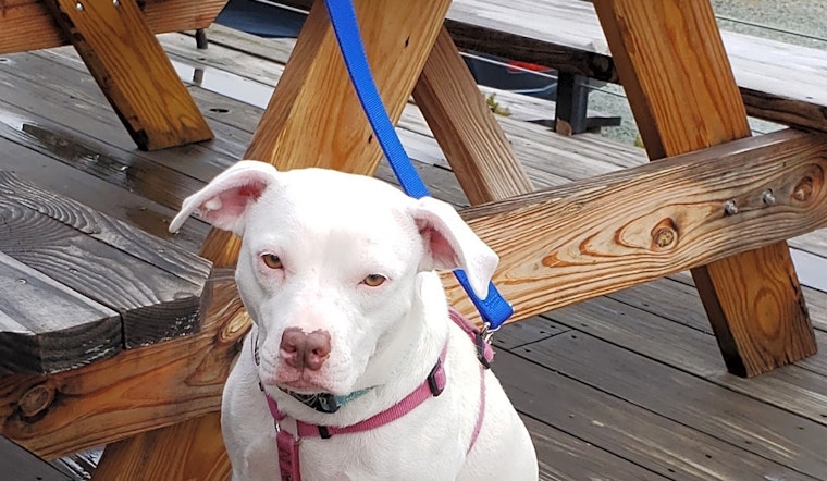 These Durham-based dogs are up for adoption and in need of a good home