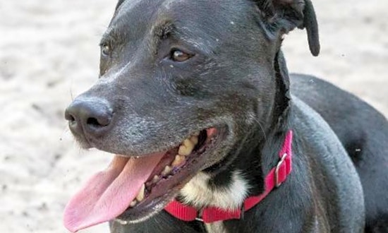 6 cuddly canines to adopt now in Jacksonville