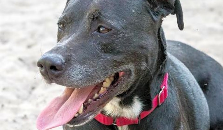 6 cuddly canines to adopt now in Jacksonville
