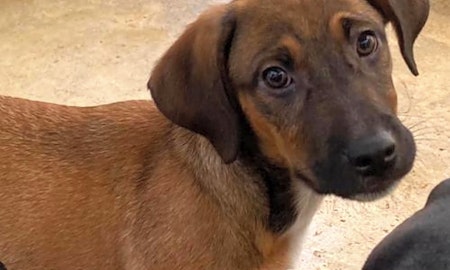 Looking to adopt a pet? Here are 3 perfect pups to adopt now in Washington