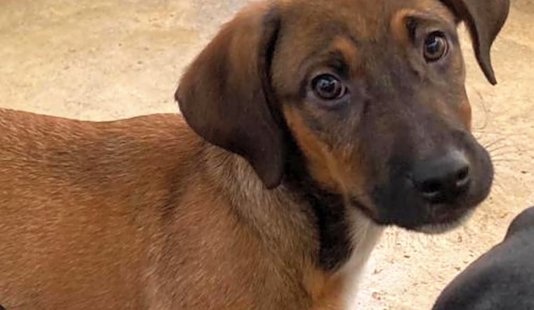Looking to adopt a pet? Here are 3 perfect pups to adopt now in Washington