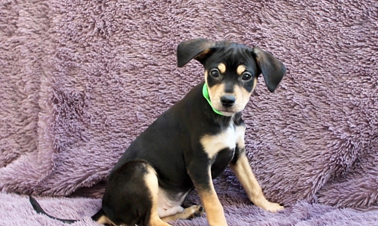 7 perfect pups to adopt now in Los Angeles