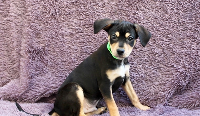 7 perfect pups to adopt now in Los Angeles