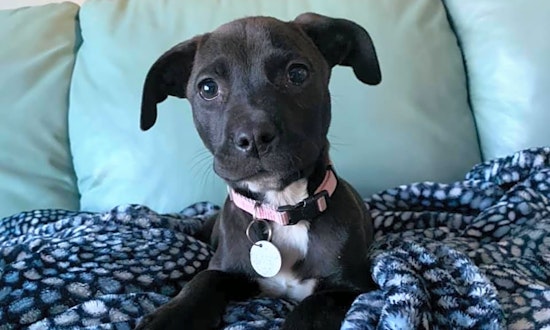 These Saint Paul-based puppies are up for adoption and in need of a good home
