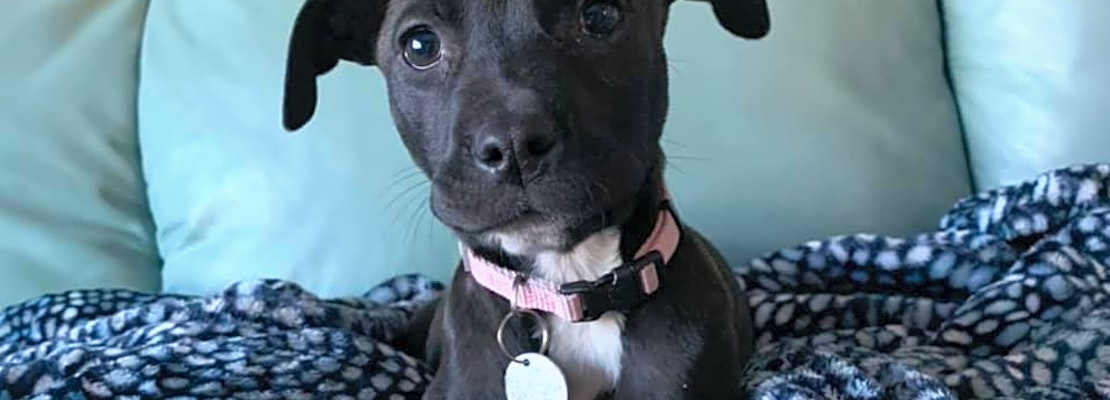 These Saint Paul-based puppies are up for adoption and in need of a good home