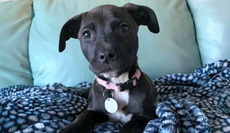 These Saint Paul-based puppies are up for adoption and in need of a good home