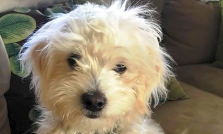 These Phoenix-based puppies are up for adoption and in need of a good home