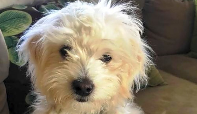 These Phoenix-based puppies are up for adoption and in need of a good home
